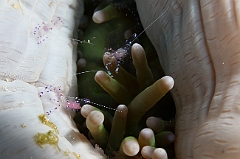 Raja Ampat 2016 - Periclimenes sarasvati or tosa - Sarasvati anemone shrimp - Crevette commensale des anemones - IMG_5591_rc